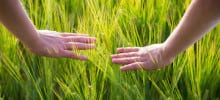 Plant seeds of peace Plant seeds of peace